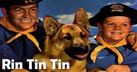 Rin Tin Tin Todo Razas De Perros