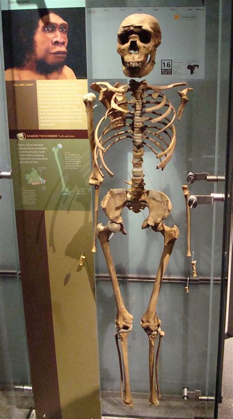 Woven of ancenstral hair and decorated with clay and ostrich feathers. Turkana Boy (Homo erectus or ergaster) | Taken at the ...