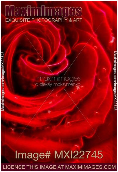 Stock Illustration Beautiful Abstract Red Rose Maximimages