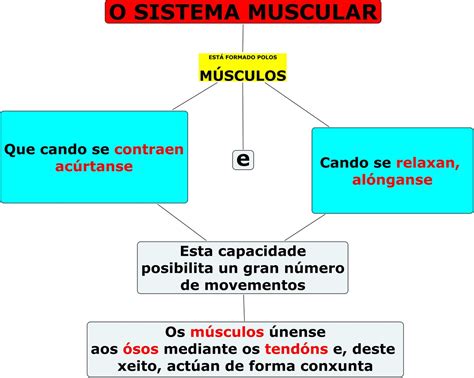 Sistema Muscular Mapa Mental Mapas Conceptuales Mind Maps Y Science
