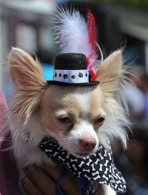 Gallery Fancy Dressed Chihuahuas Race In Washington Metro Uk