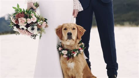 Winter Wedding At Canmore Ranch With Adorable Ring Bearer Golden