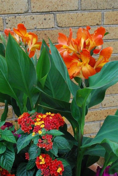 Classic wallpaper vintage flower pattern background. Cannas have big blue green leaves. This plant is a living ...