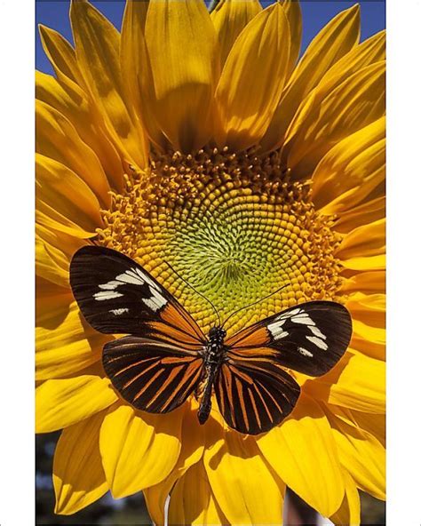 Print of Sunflower with speckled butterfly | Sunflower pictures
