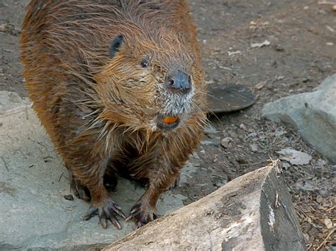Beaver Smithsonian National Zoo Andrew King Flickr