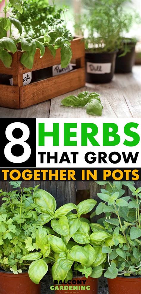 Easy Herbs To Grow Kgarden Plant