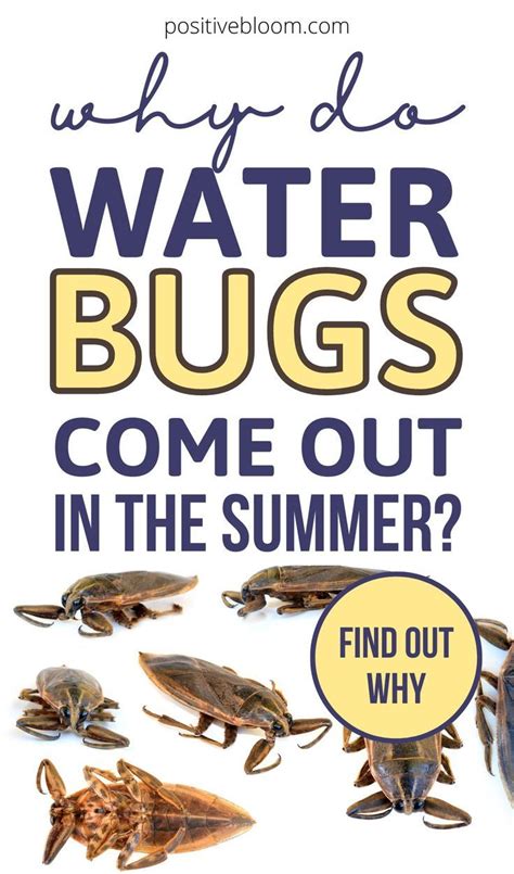 Why Do Water Bugs Come Out In The Summer—find Out Why Get Rid Of