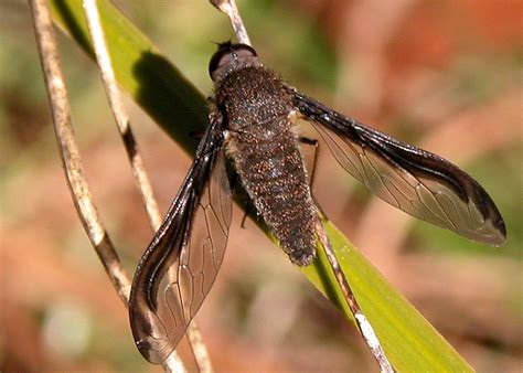 The largest in california are the central valley carpenter bees (x. Costal Long-wings Bee Fly - Aleucosia costalis