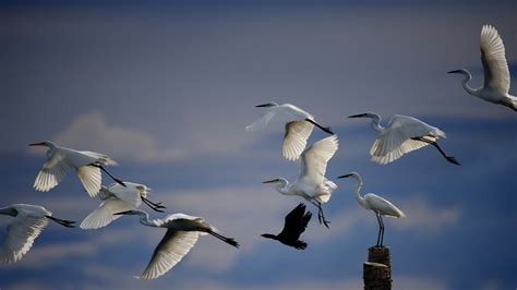 White Crane Flying Birds In Sky Wallpaper Animals Wallpaper Better