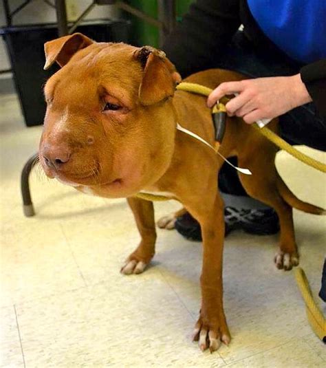 They may be induced by trauma to the gland or ducts or caused by an infection.2﻿ it's possible that trauma or choke collarscan also lead to them. Balloon-Faced Puppy Makes Remarkable Recovery