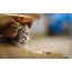 Cute Cats Download  HD Desktop Wallpapers 4k