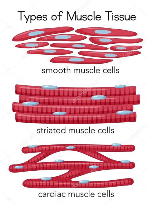 Clipart Muscle Tissue Picture Types Muscle Tissue Illustration