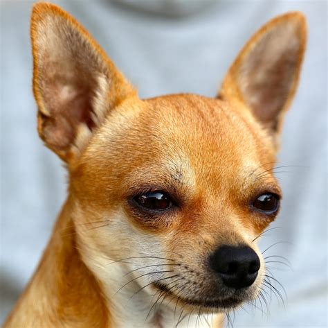 Chihuahua Eyes Watering Pets Lovers