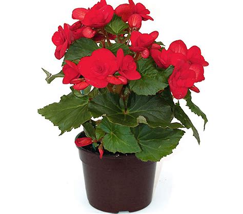 Este servicio gratuito de google traduce instantáneamente palabras, frases y páginas web del español a más de 100 idiomas y viceversa. PIANTE FIORITE - Pagano Fiori