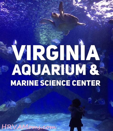Virginia Aquarium Vabeach Virginia Beach Aquarium
