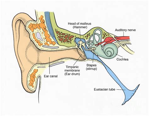 Illustration Of Ear Anatomy Photograph By Science Source Fine Art America