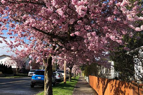 City Of Victoria Has A Map For All The Cherry Blossoms Vancouver