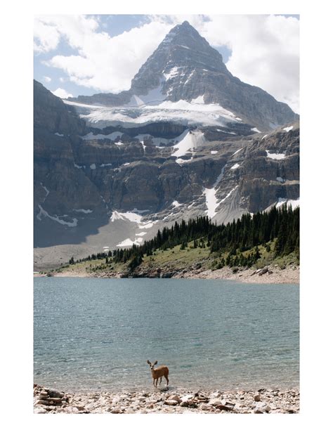 33deer In Lake Magog In Mount Assiniboine Provincial Park Banff