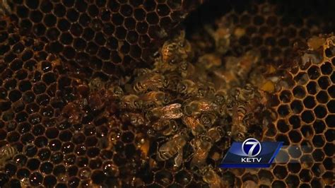 Thousands Of Bees Discovered In Omaha Couple S Attic