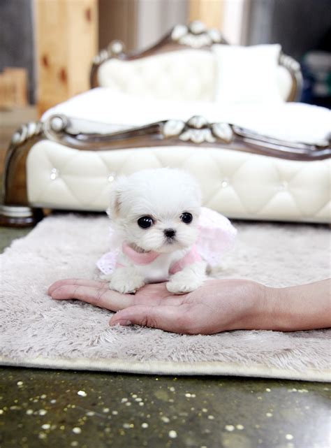Teeny Tiny Teacup Maltese Puppy The Cutestthe Tinnest
