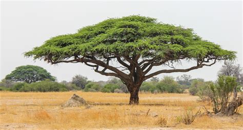 10 Things You Didnt Know About African Acacia Trees Afktravel