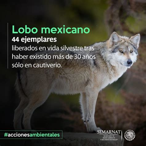 Actualmente El Número De Ejemplares En Vida Libre De Lobo Mexicano