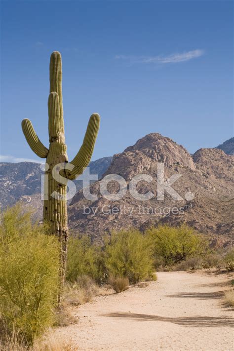 Desert Landscape 1 Cactus With Mountains Stock Photos