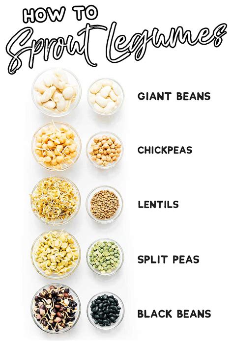 How To Sprout Beans And Legumes Step By Step Guide Live Eat Learn