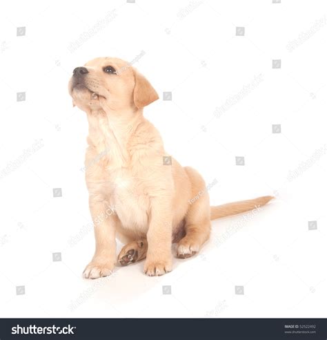 Cute Yellow Labrador Beagle Mix Puppy On White Stock Photo 52522492