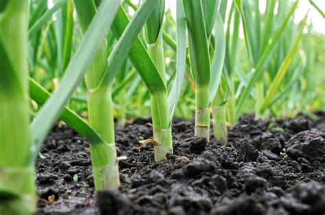 If you're new to growing garlic, read on for tips on when to plant, how to plant, harvesting, and how to choose which garlic varieties. Growing Garlic for Beginners: The Definitive Guide | Hort Zone