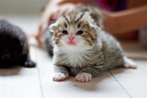 Tiny Kitten Cat Cute Animals Pinterest