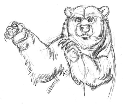 Grizzly Bear Pencil Drawing At Getdrawings Free Download