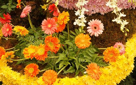Photography Of Yellow Pink And Red Gerbera Flowers Hd Wallpaper