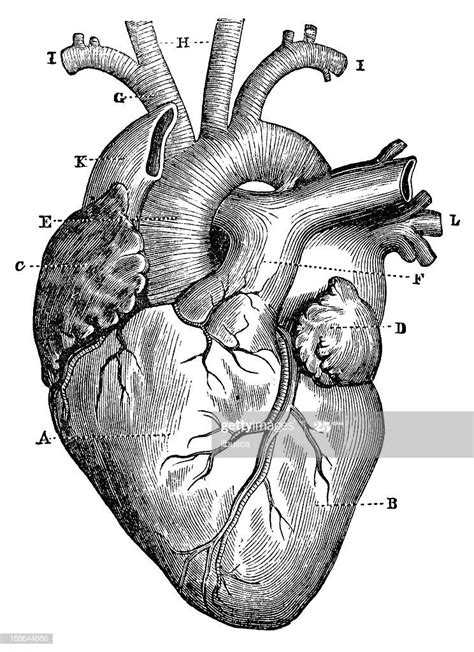 Antique Medical Scientific Illustration High Resolution Heart Human