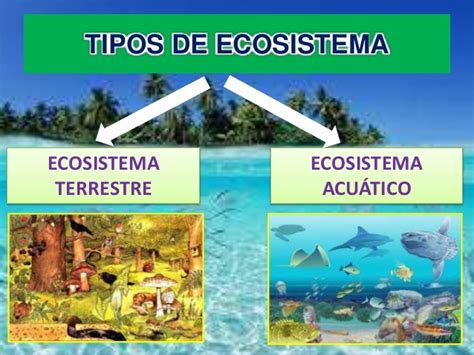 Maestro San Blas Ecosistemas