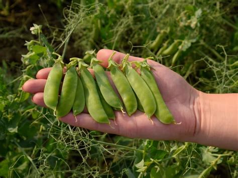 Grow Peas Indoors Garden Tips 2023 Northern Nester