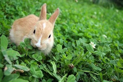 🌿 Conejo Común Animales And Naturaleza Amino