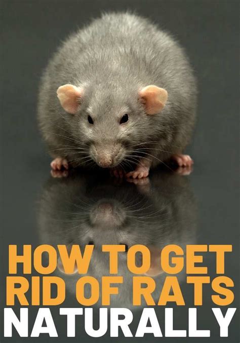 How To Get Rid Of Rats In House Fast Home Remedies Romona Bartholomew