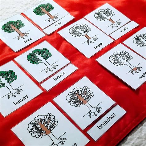 Montessori Nomenclature 3 Part Cards Botany Bundle Set Parts Etsy