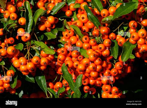 Firethorn Cultivar Orange Glow Pyracanth Evergreen Thorn