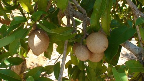 It is believed to be one of the favorite fruits of christopher columbus. The Health Benefits of Chikoo (Chickoo) or Sapodilla Fruit ...