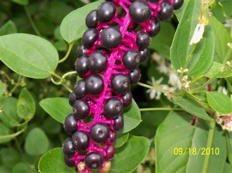 Check spelling or type a new query. Common Pokeweed Identification