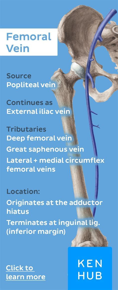 Memorize The Source Continuation And Tributaries Of The Femoral Vein With Our Veinfacts