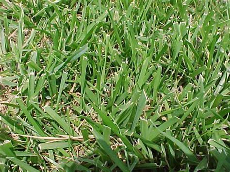 For several years i have watched this grass slowly grow into my st. Help identifying unwanted grass - aroundtheyard.com Forums