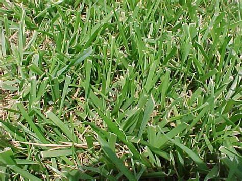 And high rates of nitrogen fertilizer. Help identifying unwanted grass - aroundtheyard.com Forums