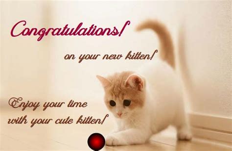 Congratulations On Your New Kitten Free Congratulations Ecards 123