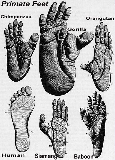 Ape Like Feet Found In One In 13 Humans Page 2