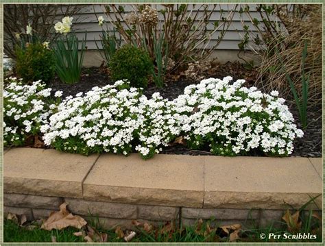 Year Round Ground Cover Texas Ground Cover Good