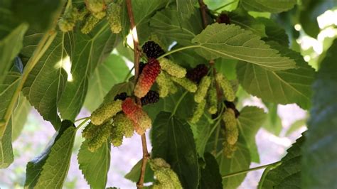 Illinois Everbearing Mulberrymorus Alba X Rubra Fruiting In Az 9b