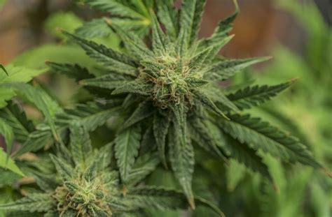 1.025 € 85 m² 3,5 zimmer. Polizeieinsatz in Bad Cannstatt: Marihuana-Plantage bei ...